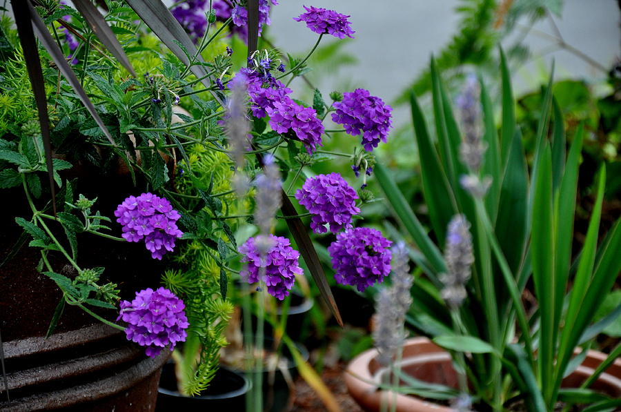 Purple Verbena Photograph by Tatyana Searcy