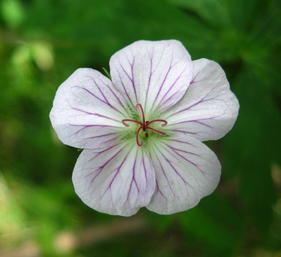 Purple Vien Photograph by Amara Arnold | Fine Art America