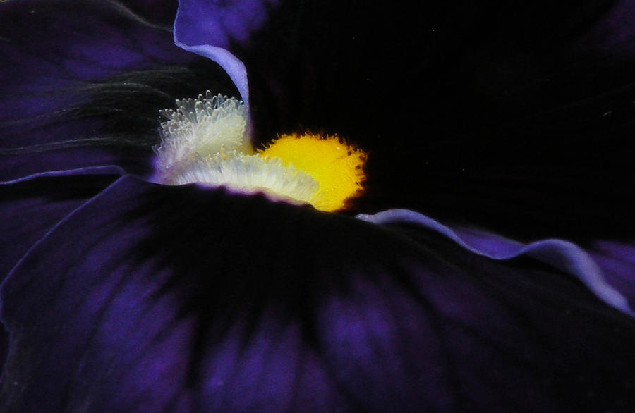 Purple Viola Abstract Photograph by Deborah Smith