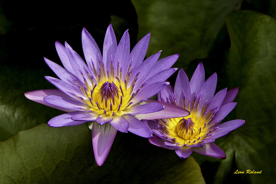 Hana Photograph - Purple Water Lilies by Leon Roland