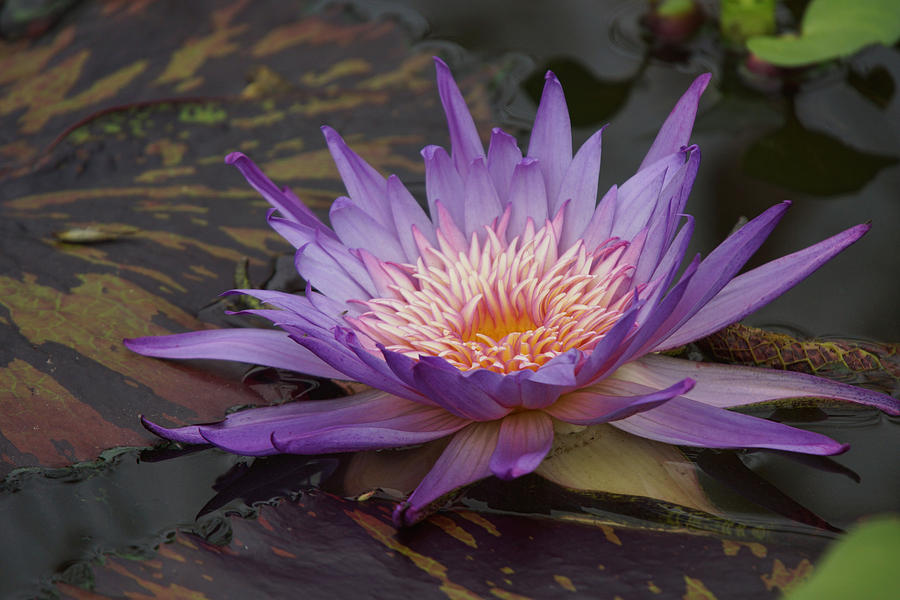 Purple Water Lilly Photograph by Alan Hutchins