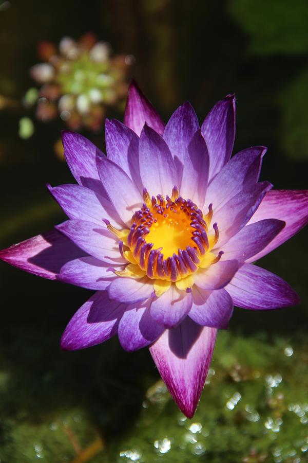 Purple Water Lilly Flower Photograph By Deanne Rotta - Fine Art America