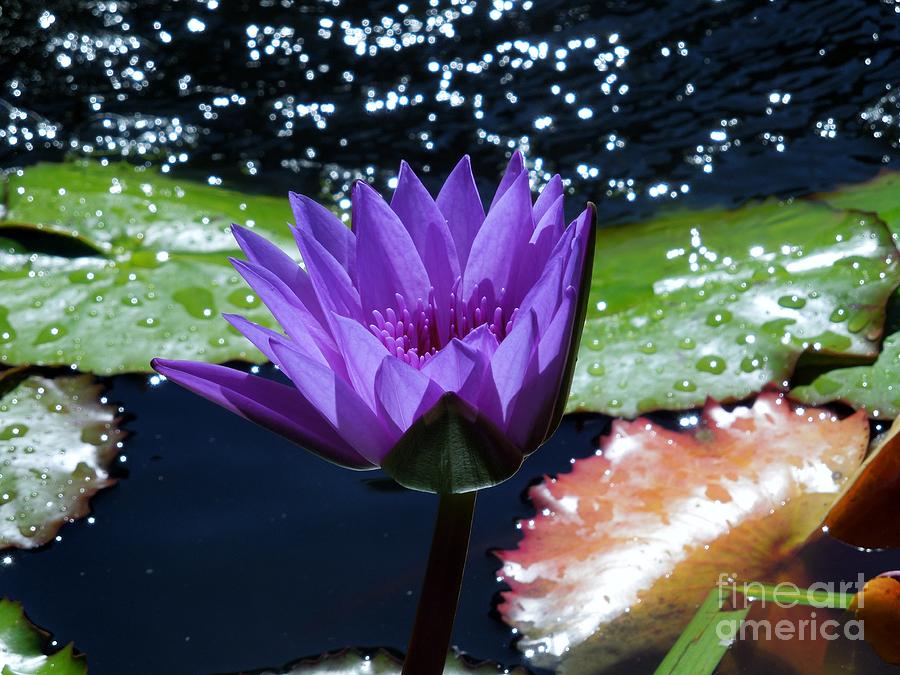 Purple Water Lily In Water Photograph by Chad and Stacey Hall