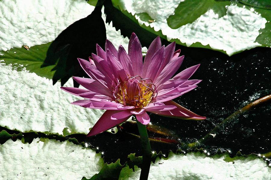 Purple Water Lily Photograph by Larry Parker