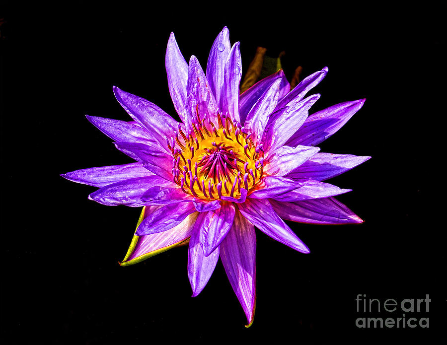 Purple Water Lily Photograph by Nick Zelinsky Jr