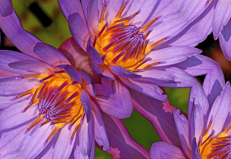 Purple Water Lily Photograph by Pat Exum
