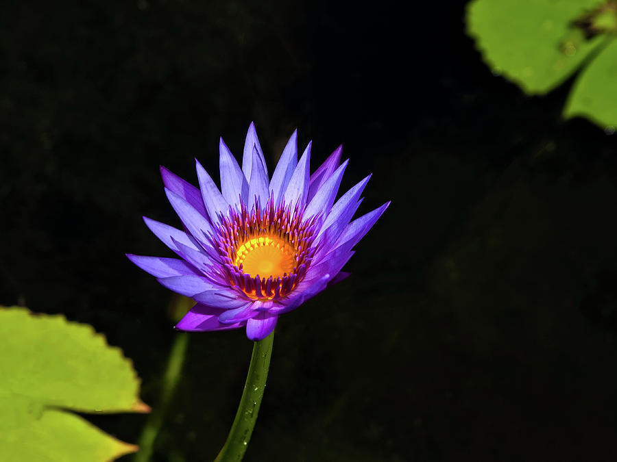 Purple Water Lily Photograph by Sandra Anderson