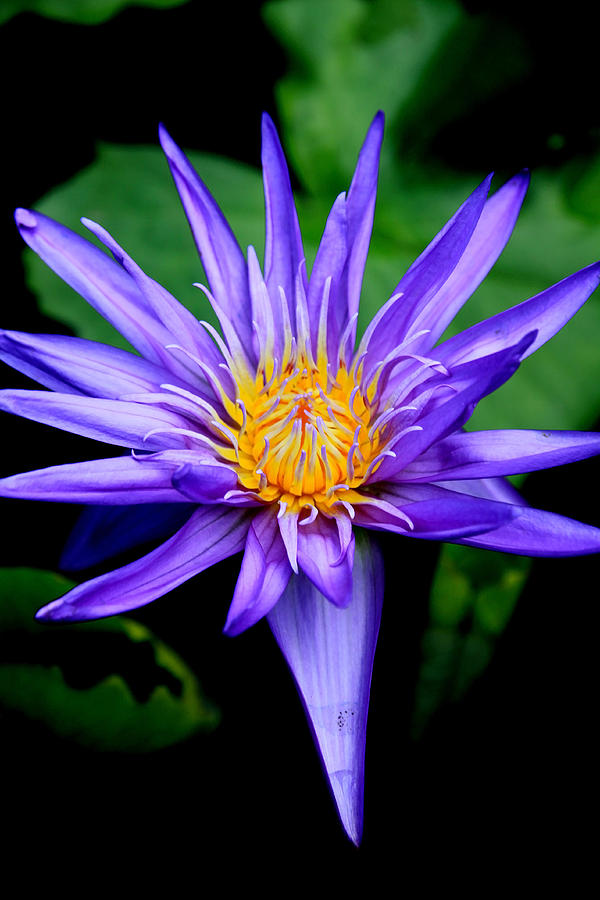 Purple Water Lily Photograph by Steve McKinzie