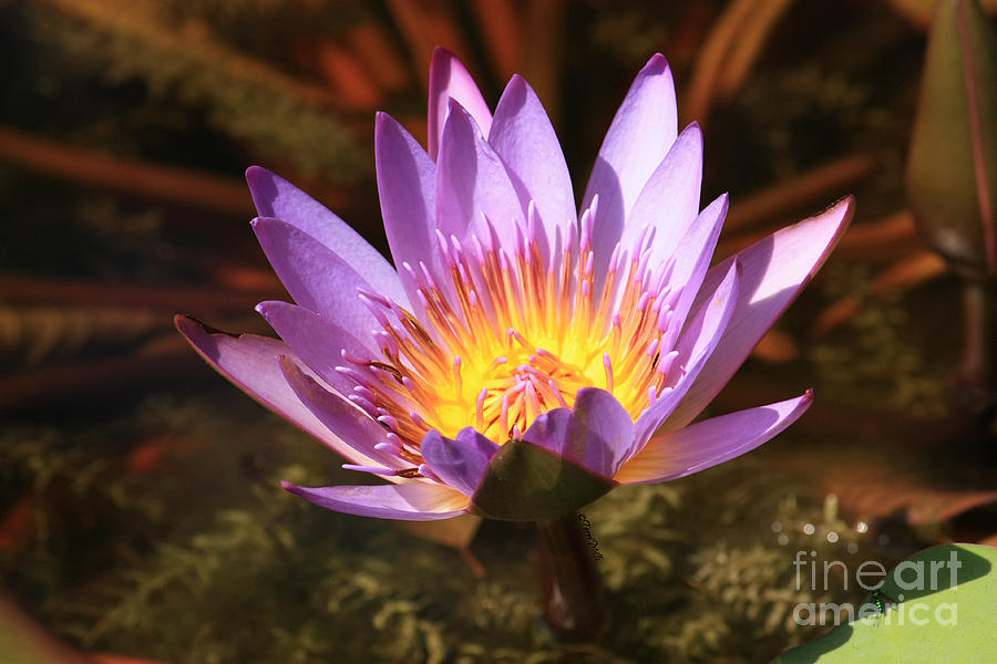 Purple Water Lily Photograph by Terri Mills