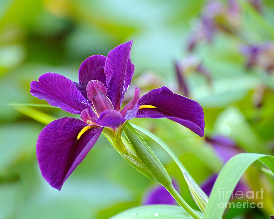 Purple Water Orchid Photograph by Edward Sobuta