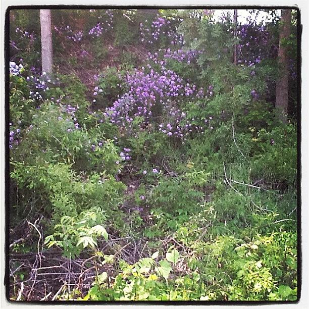 Purple Wild Flowers In Bushes Photograph by Kln Sink