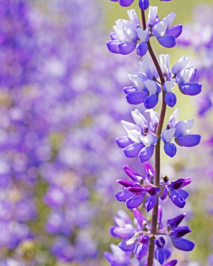 Purple Wildflower Photograph by Bonnie Bruno