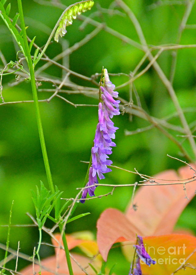 Purple Wildflower Photograph by Carol  Bradley