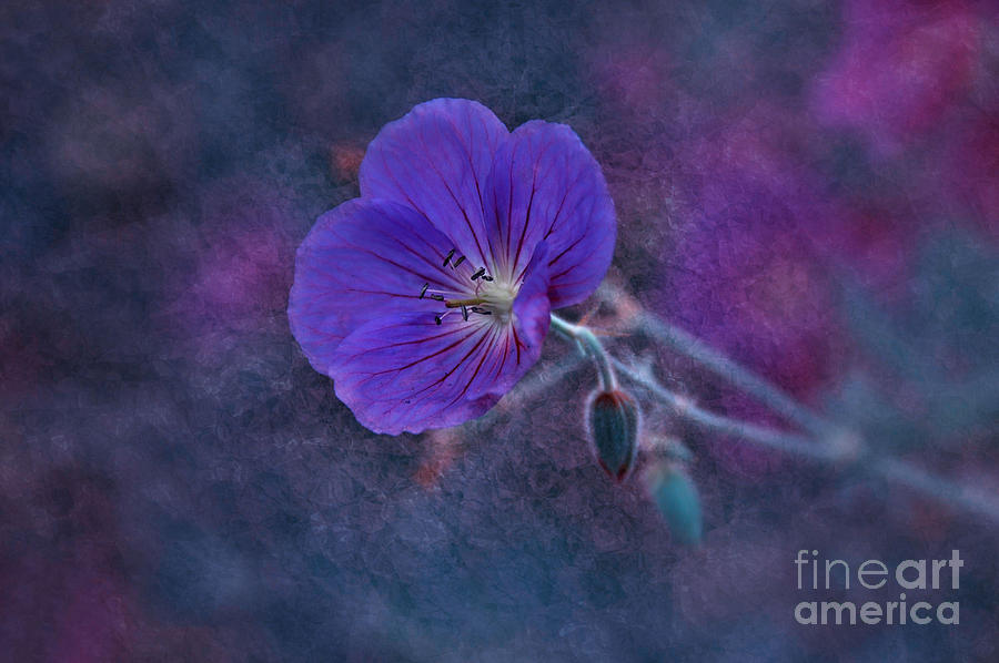 Purple Wildflower Photograph by Elaine Manley