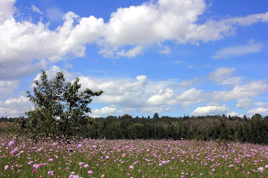 Purple Wildflower Meadow Photograph by Jim Sauchyn