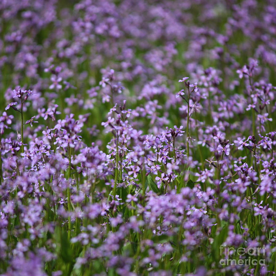Purple Wildflowers Square Photograph by Carol Groenen
