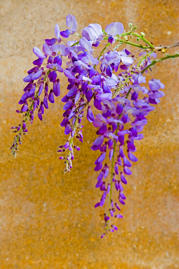 Purple Wisteria Photograph by Eggers Photography