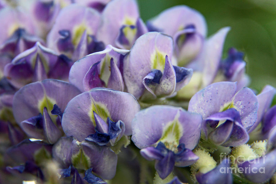 Purple wisteria  Photograph by Yumi Johnson