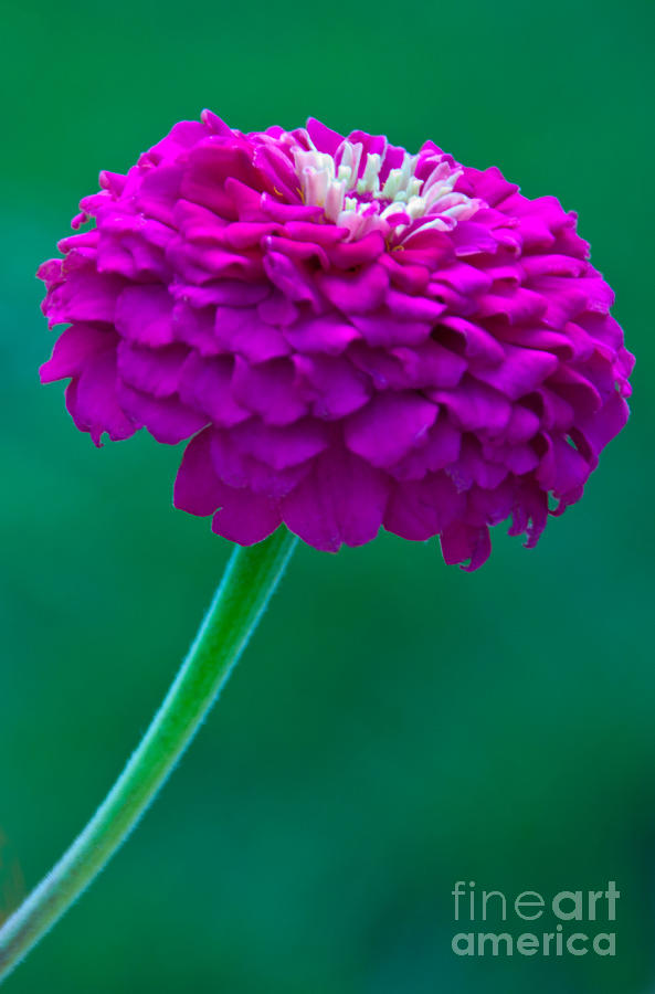 Flowers Still Life Photograph - Purple Zinnia II by Dana Kern