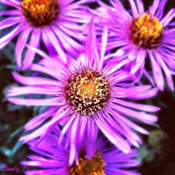 Nature Photograph - #purpleicious #purplised #mauvilous by Paul Burger