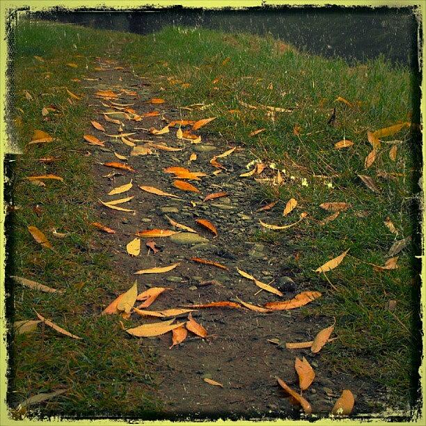 Fall Photograph - Pursue Some path by Linandara Linandara