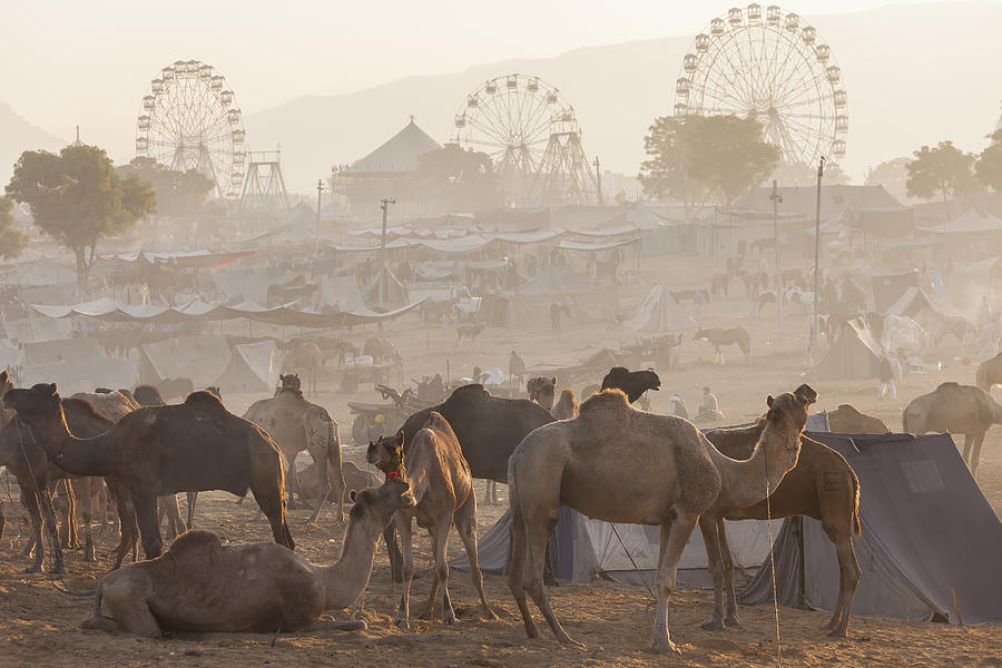 Pushkar Camel Fair, Pushkar, Rajasthan, India By Peter Adams