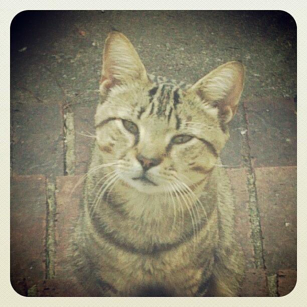 Cat Photograph - #pussnbootin #kitty #cat #straycatlove by Alyson Schwartz