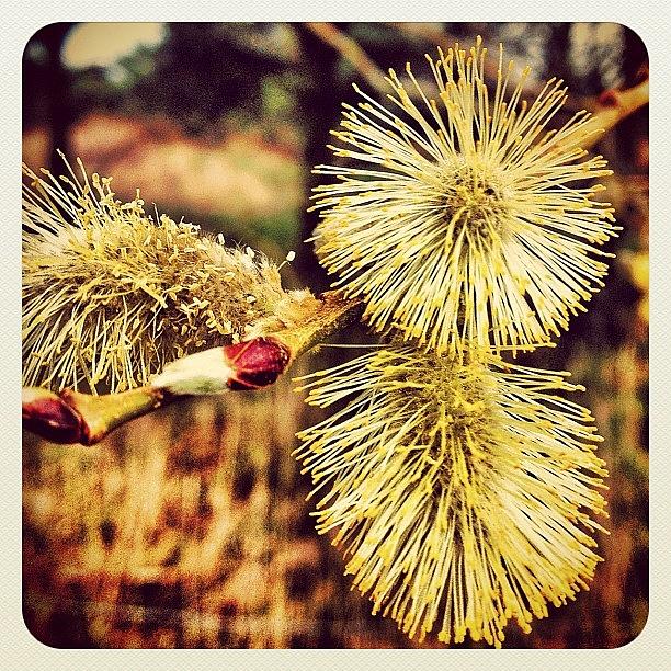 Spring Photograph - Pussy Willow Catkins #buds #spring by Robert Campbell
