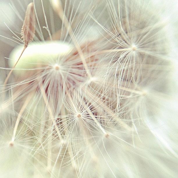 Dandelions Photograph - Pusteblume - Dandelion by Cornelia Woerster