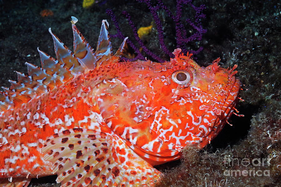 Pustulous Scorpion Fish on rock Photograph by Sami Sarkis Photography Pustulous Scorpion Fish on rock Photograph by Sami Sarkis Photography
