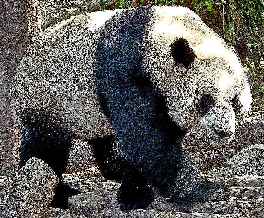 Panda Bear Images Photograph - Puttin On The Panda Ritz by Roy Foos