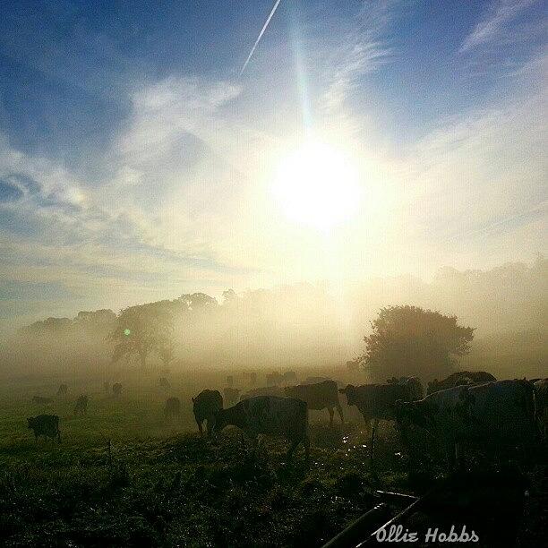 Putting The Cows Out On A Misty Morning Photograph by Ollie Hobbs