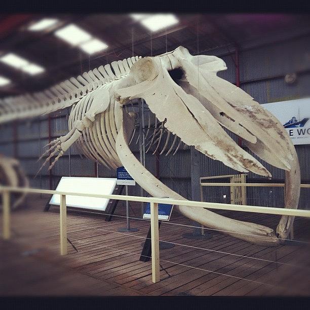 Fish Photograph - Pygmy Blue Whale Skeleton by Hope Trunfio