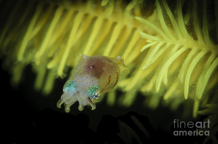 Wildlife Photograph - Pygmy Cuttlefish, Indonesia by Todd Winner