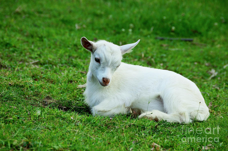 Pygmy Goat Kid Photograph by Thomas R Fletcher