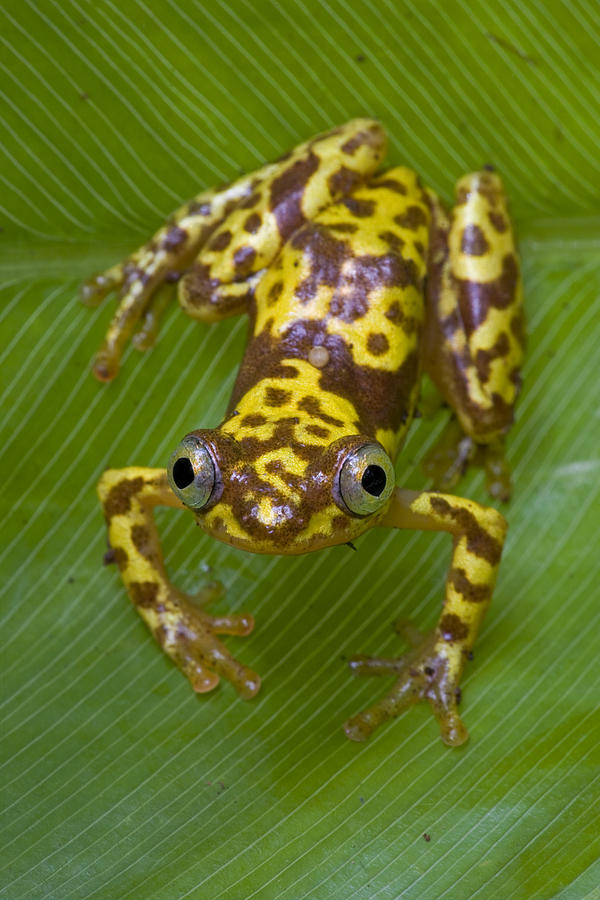 Pygmy Leaffolding Frog Ghana Photograph by Piotr Naskrecki
