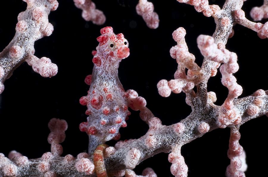 Fish Photograph - Pygmy Seahorse by Matthew Oldfield