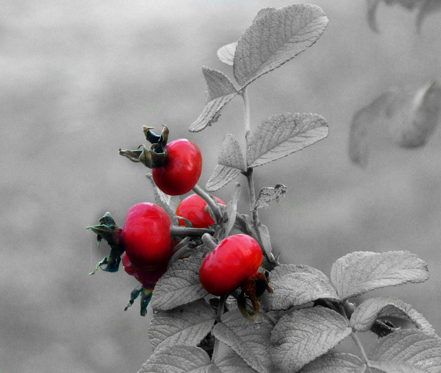 Pyracantha Red Berries Photograph by Ms Judi