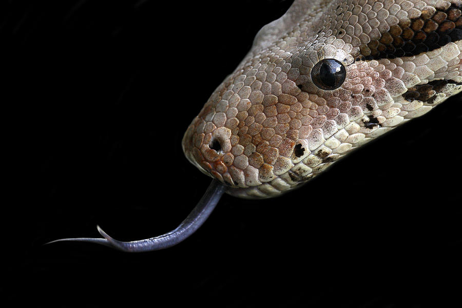 Python Photograph - Python by Linda Wright