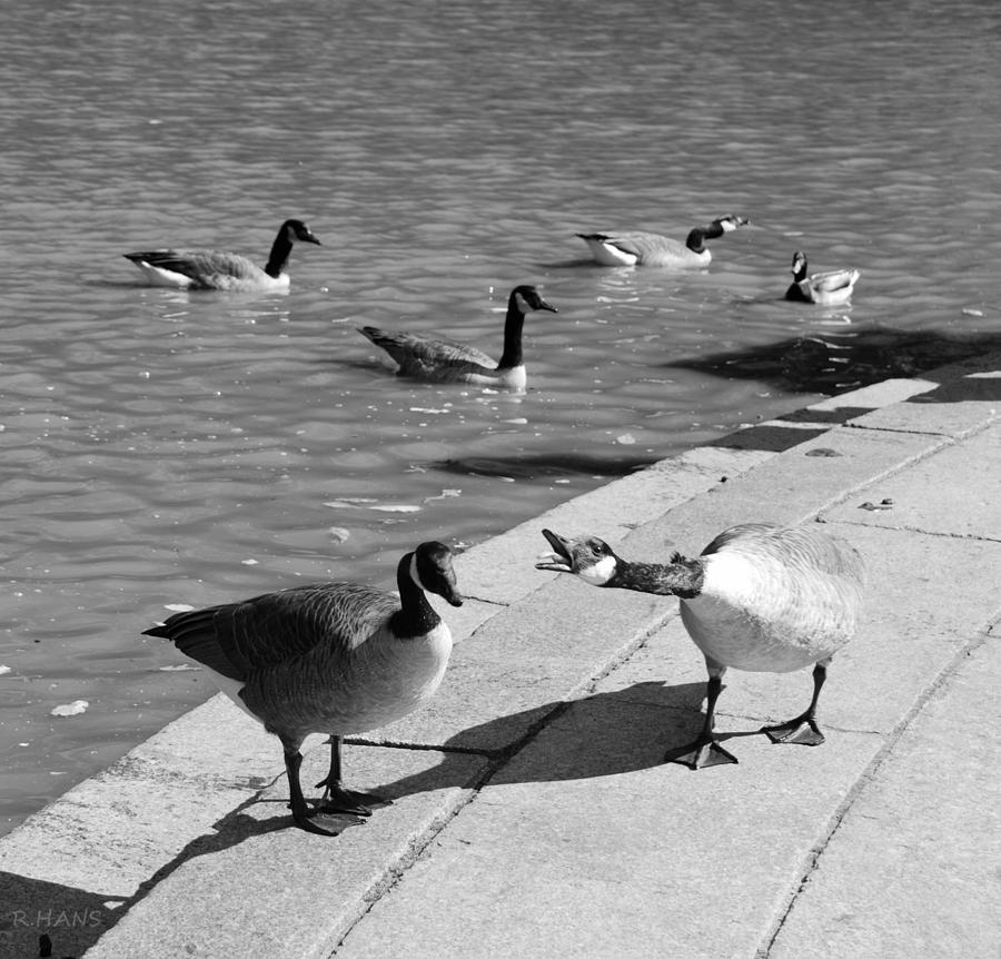 QUACK QUACK QUACK in BLACK AND WHITE Photograph by Rob Hans - Pixels