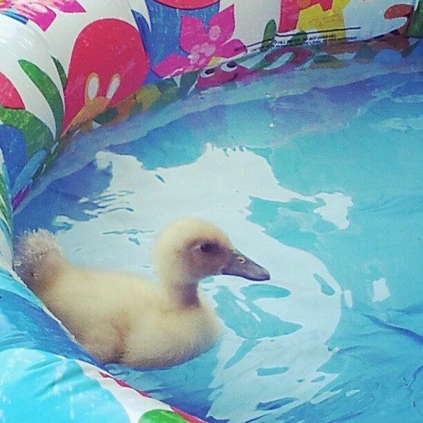 Quacker Does Not Like To Swim Alone Photograph by Jenn Garcia