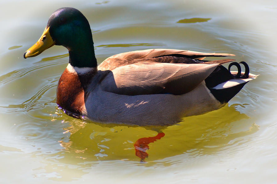 Duck Photograph - Quackers by Kelly Reber