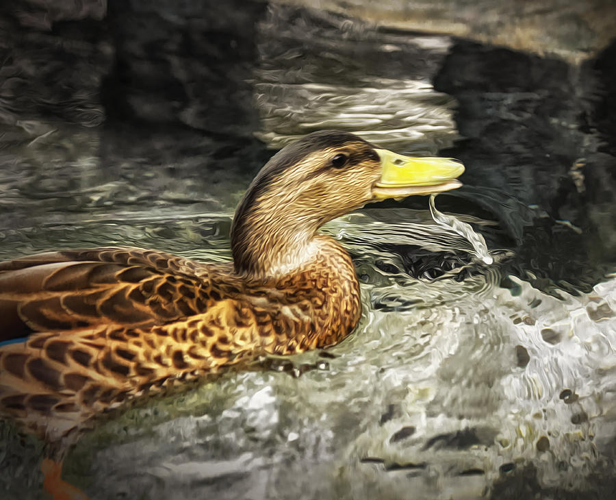 Quackers Photograph by Linda Tiepelman