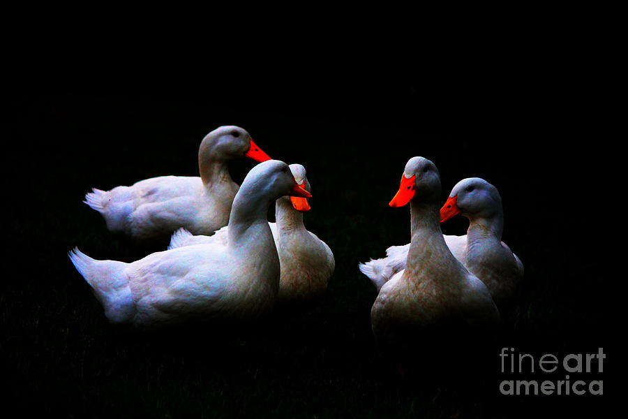 Quackery Quintet Photograph by Ola Allen