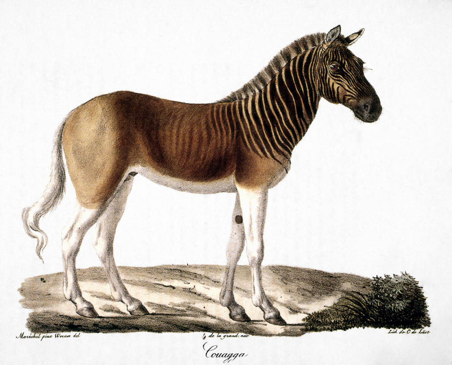 QUAGGA (Equus quagga) Photograph by Granger