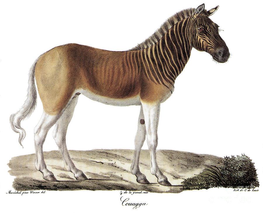 Quagga Photograph by Photo Researchers
