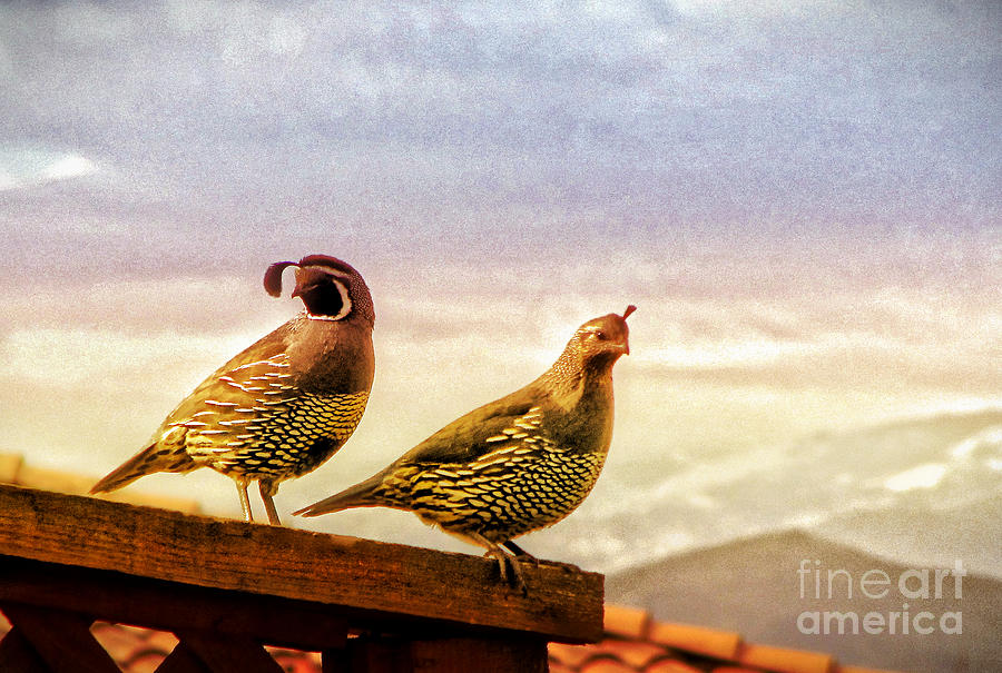 Quail and his Lady Photograph by Phyllis Kaltenbach