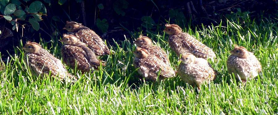 Quail Chicks Photograph by Will Borden