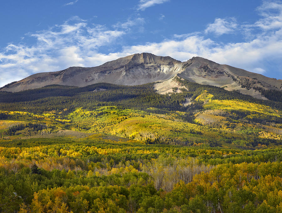 Quaking Aspen Forest And East Beckwith Photograph by Tim Fitzharris