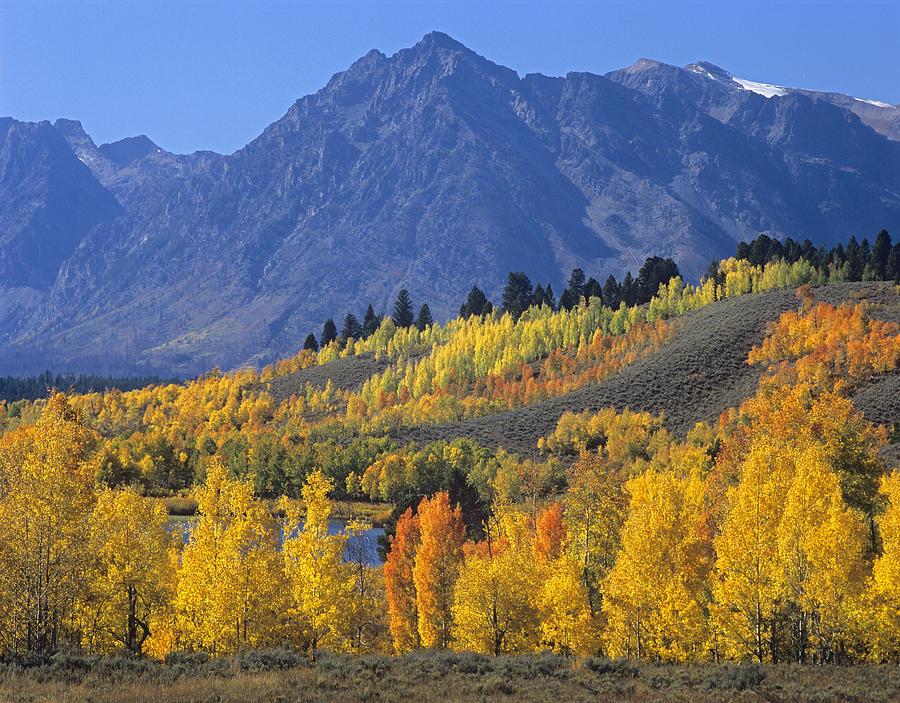 Quaking Aspen Forest In Autumn Photograph by Tim Fitzharris